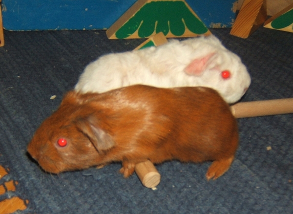 Vrh_2 11.JPG