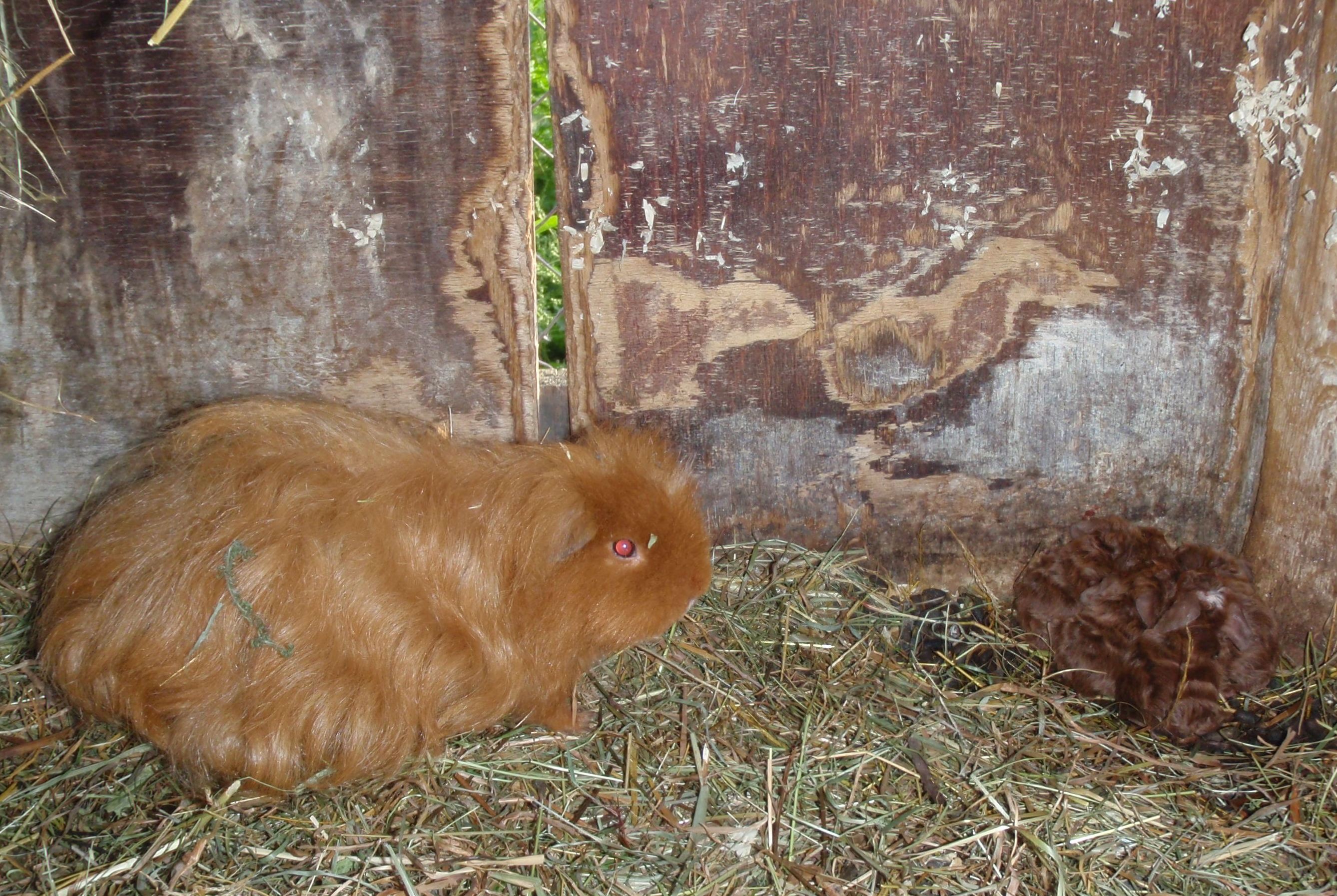 Betty vrh CH