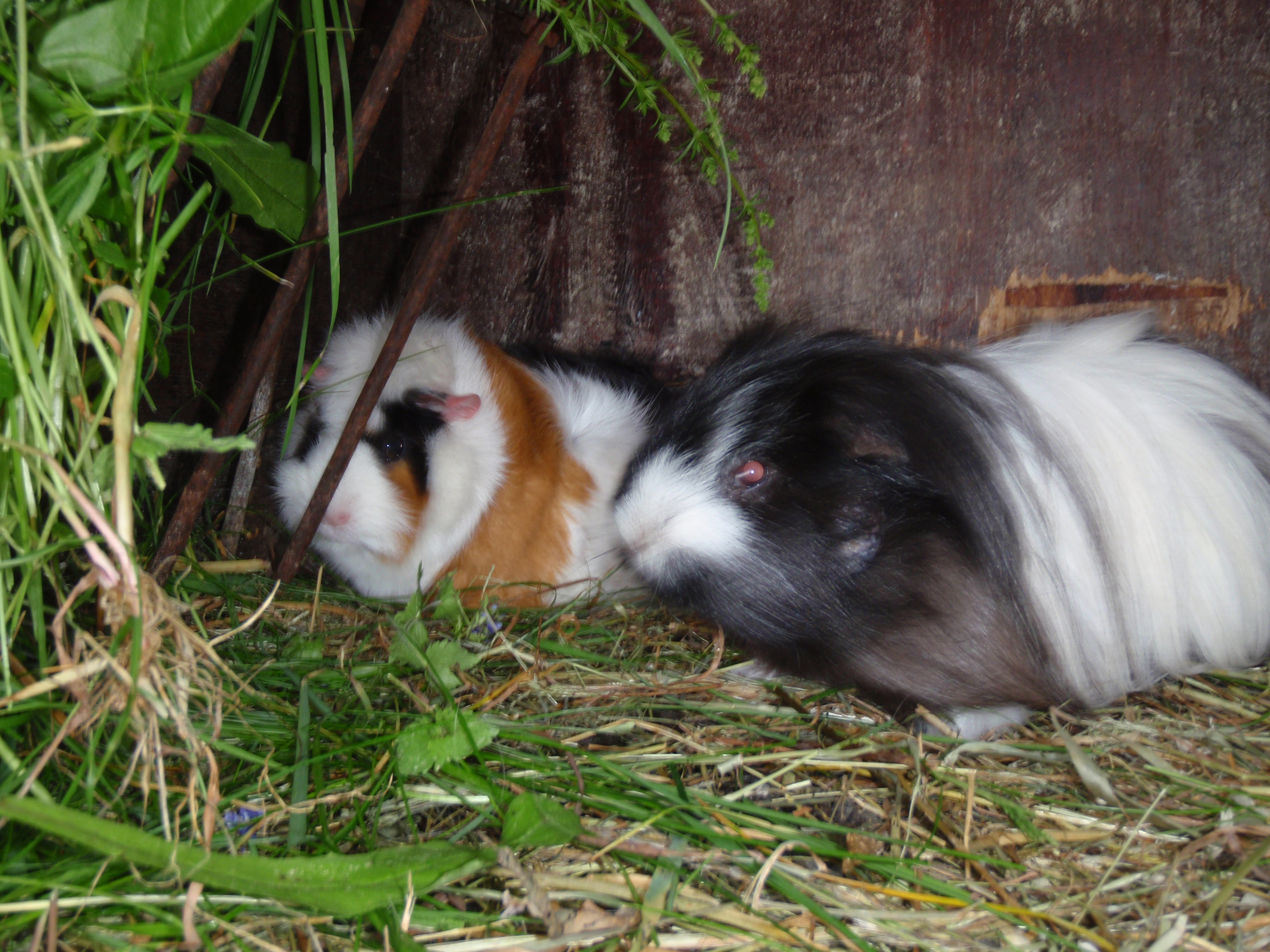 Ňufík a Fluffy