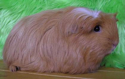 Hela Cavia Ania.jpg